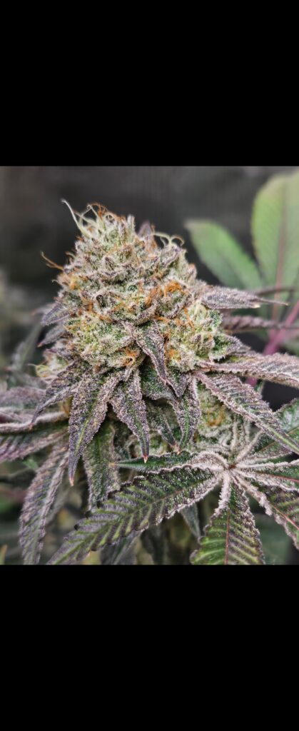 Image #1 from Brian L katona