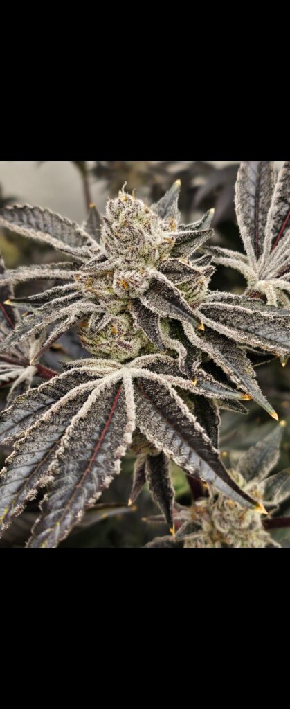 Image #2 from Brian L katona