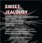 3 FREE SEEDS - Sweet Jealousy