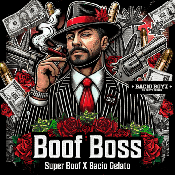 Boof Boss Boof Boss strain – fruity, high-THC hybrid with bold cherry-berry flavors and creamy gelato undertones.