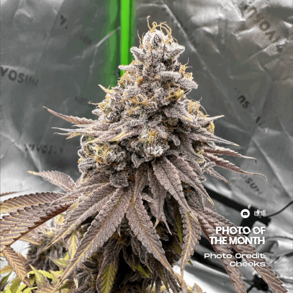 Lemon Cherry Burst Cheeks