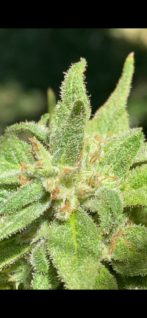 Image #1 from Noname