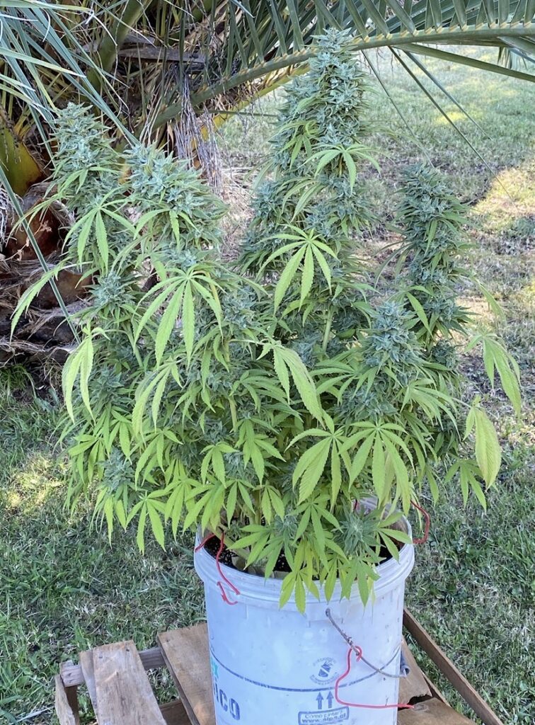 Image #2 from Noname