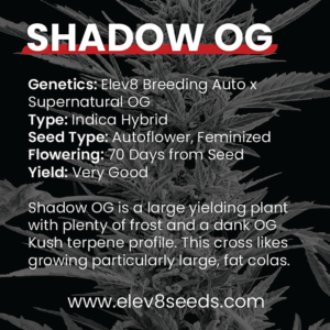 3 FREE SEEDS - Shadow OG
