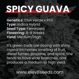 3 FREE SEEDS - Spicy Guava