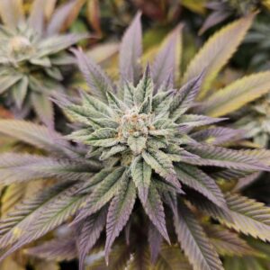 Popular s1 feminized strain by Elev8 seeds Bacio Gelato S1. Creamy, potent, and frost-covered hybrid with strawberry-mint flavors.