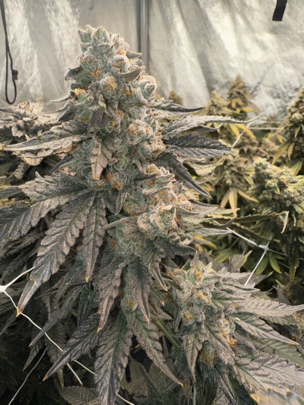 scarredstars. johnny 4 scoops (1)