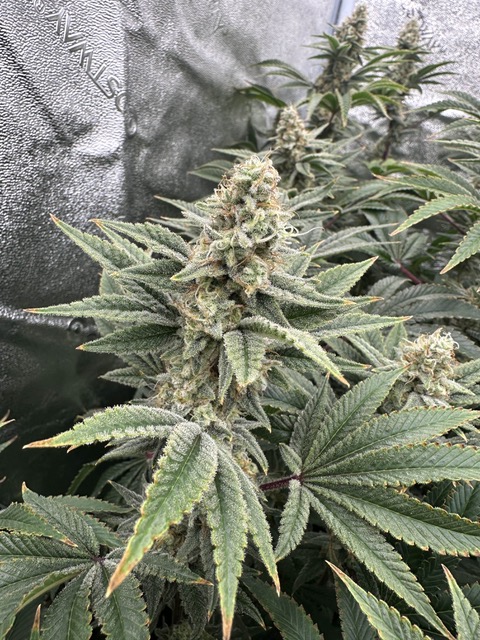 Lemon Tree S1 — Explosive Citrus Flavor | Elite Lemon Terpenes