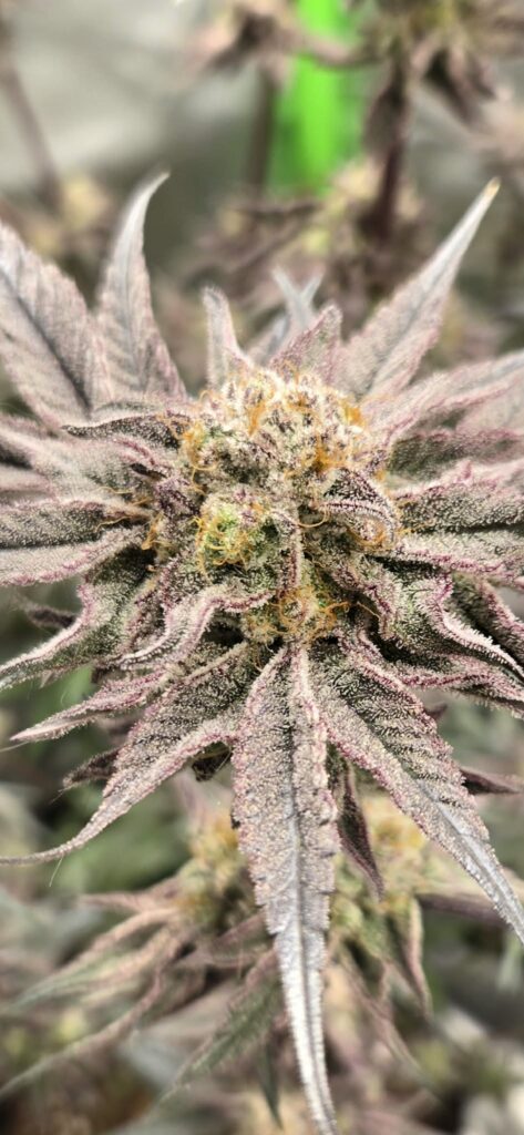 Image #2 from Kevin forish