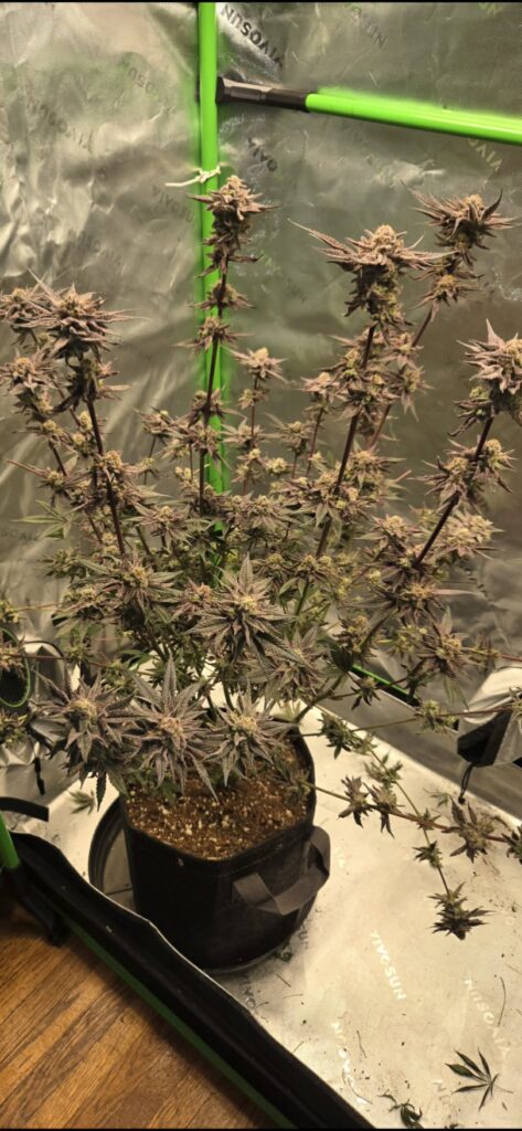 Image #3 from Kevin forish