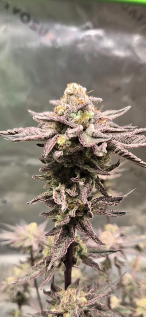 Image #1 from Kevin forish