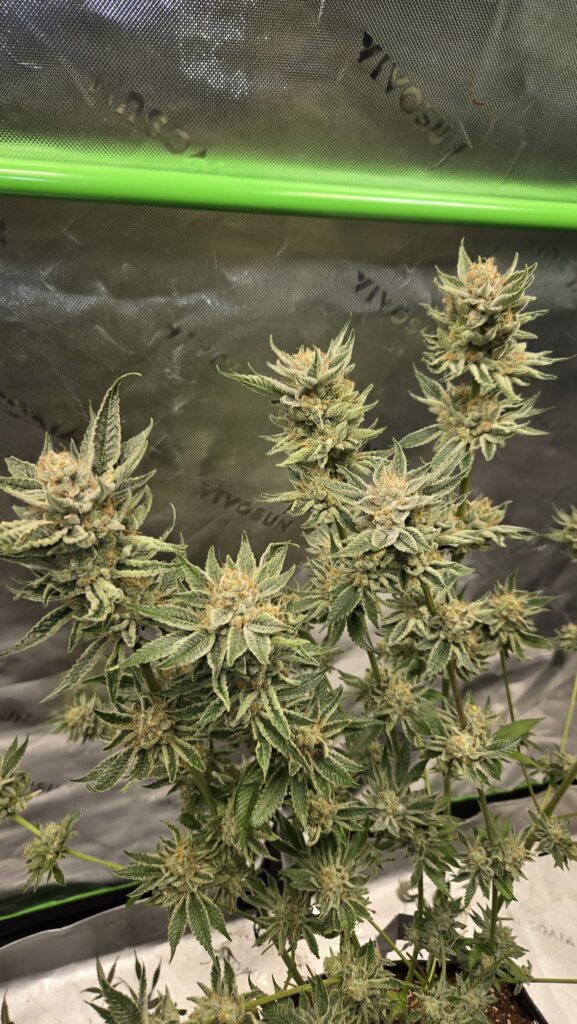 Image #2 from Kevin forish