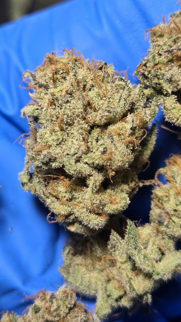 Image #1 from Kevin forish