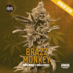 Brazz Monkey Stain Square