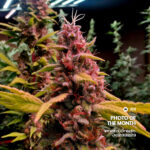 Black Ridge Strawberry