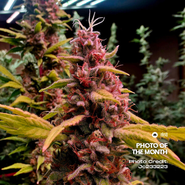 POTM Nov Black Ridge Strawberry Jc233223