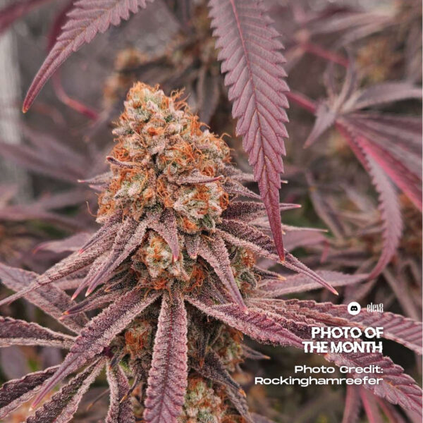 POTM Nov White Blizzard Rockinghamreefer