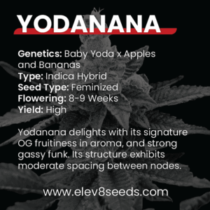 3 FREE SEEDS - Yodanana