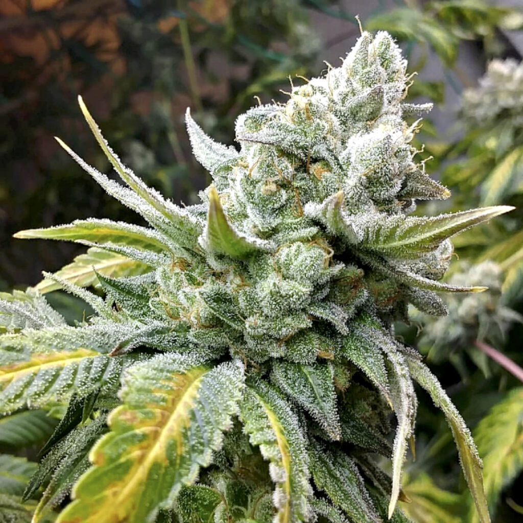蓮撃ゴリラ　草エネルギー　UR SMシリーズ　12枚 Gorilla Cookies - Elev8 Seeds