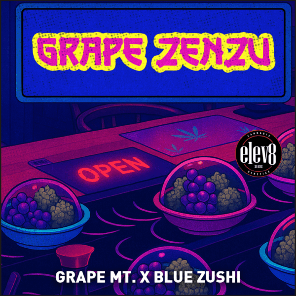 Grape Mountain x Blue Zushi feminized cannabis seeds – Elev8 Seeds