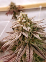 Jan2021_POTM_Gelato-Cake_De-Mei-scaled-1.jpg