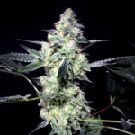 Lemon Sherbet