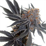 Sherbet Cookies
