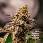 POTM July Sweet Jealousy Hash Dog