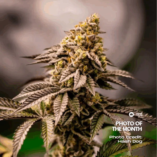 POTM July Sweet Jealousy Hash Dog