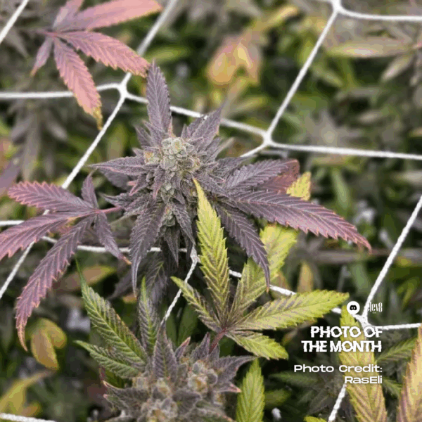 POTM July White Blizzard RasEli