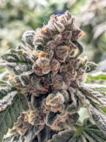 Purple-Cherry-Ripple_Geoff-scaled-1.jpg