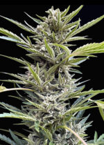 Shadow-OG_Website-scaled-2.jpg