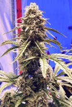 Shadow-OG_Zachary-Tardif-Sherrer_070920_edited.jpeg