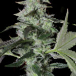 Sherbet Cake