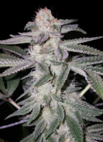 Sherbet-Punch_Website-2.jpg