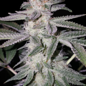 Sherbet Punch
