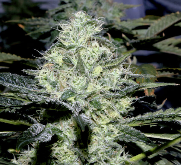 Sour-Diesel-scaled-1.jpg