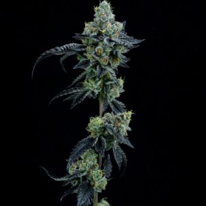 Thin Mint Girl Scout Cookies