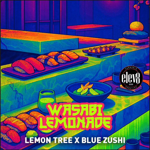 Lemon Tree x Blue Zushi feminized cannabis seeds – Elev8 Seeds