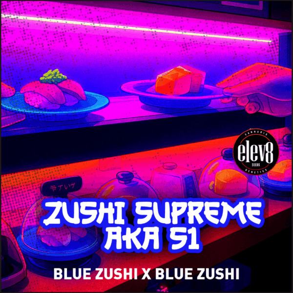 Zushi Supreme - Square Blue Zushi S1 feminized cannabis seeds – Elev8 Seeds