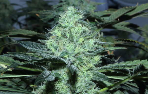 sour-diesel-scaled-2.jpg