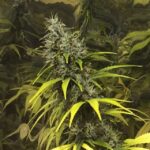 Super Silver Haze