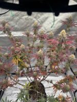 Grape Mountain x Blue Zushi feminized cannabis seeds in flower – Elev8 Seeds
