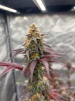 Grape Zenzu by Elev8 Seeds | Grape Mounbtain x Blue Zushi Cross