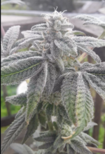 Candy Roll Super Boof x Blue Zushi popular Frosty Cannabis strain