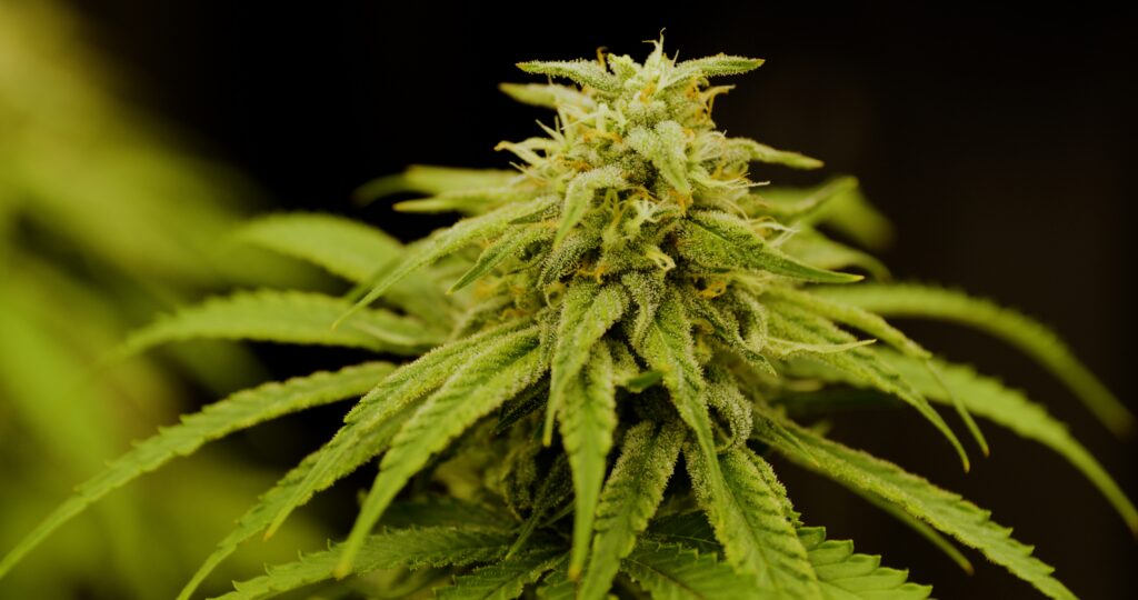 Image #3 from BL
