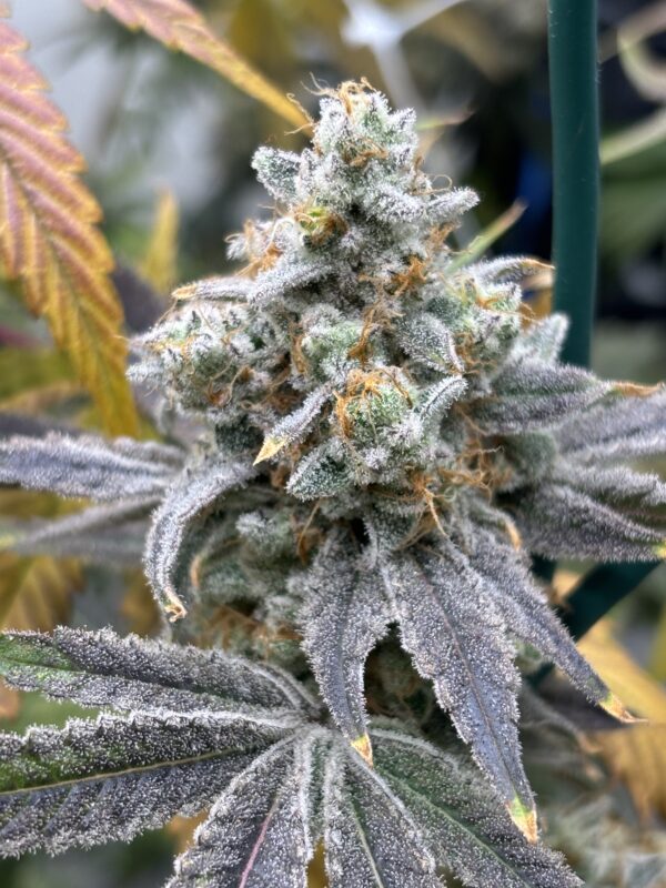 brett hinkhouse cat piss canyon (3)