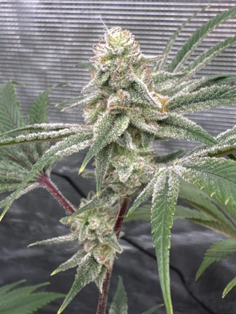 Image #1 from Saint Godfir