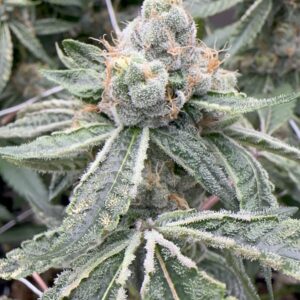 Zushi Supreme (Blue Zushi S1)