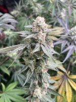 Chemical Soul feminized cannabis seeds – Chem Beltz x GG4 hybrid with frosty buds and gas grapefruit aroma